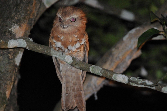 Pretty Hodgson’s frogmouth