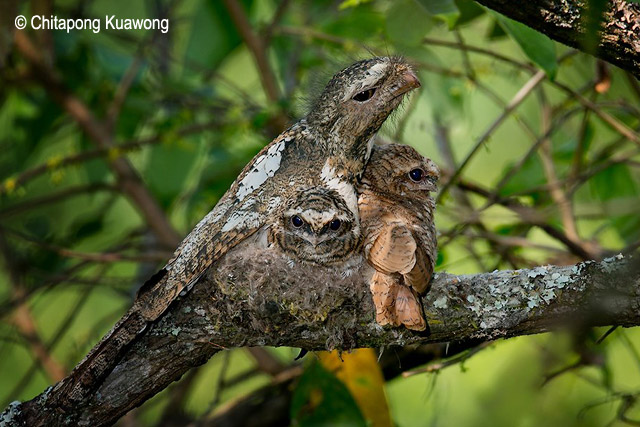 Pretty Hodgson’s frogmouth