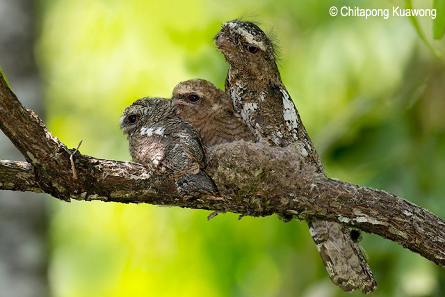 Pretty Hodgson’s frogmouth