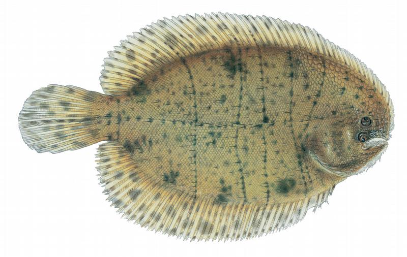 Hogchoker
