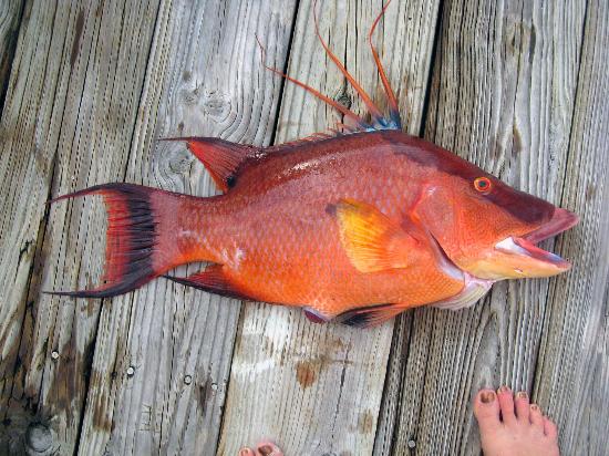 Hogfish