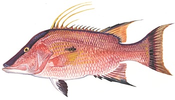 Pretty Hogfish