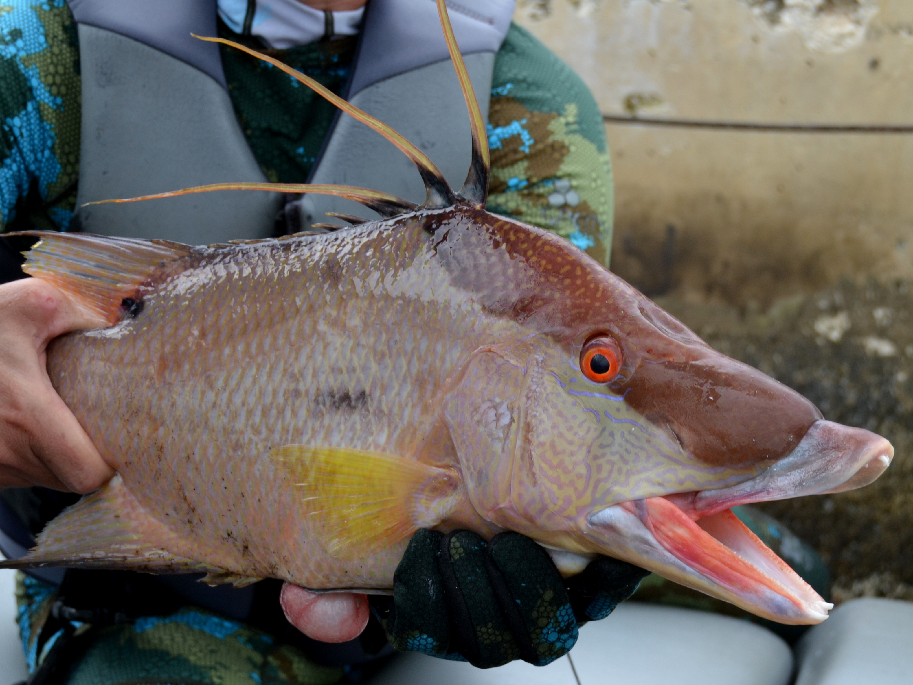 Pretty Hogfish