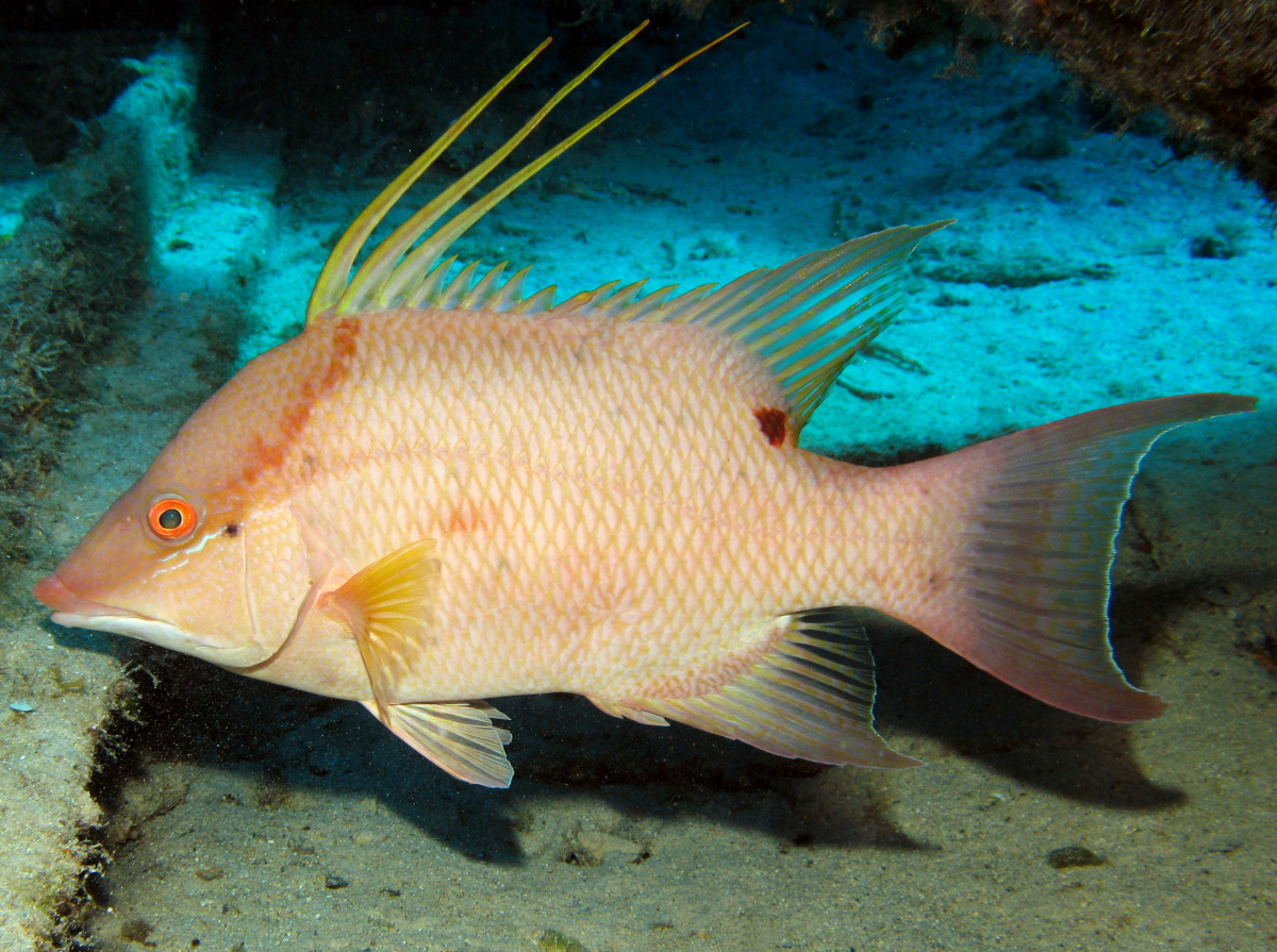 Pretty Hogfish