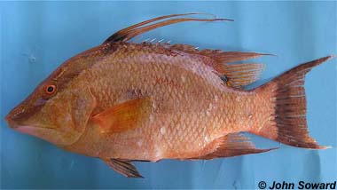 Pretty Hogfish