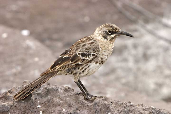 Hood mockingbird