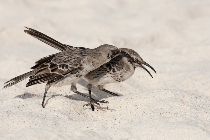 Pretty Hood mockingbird