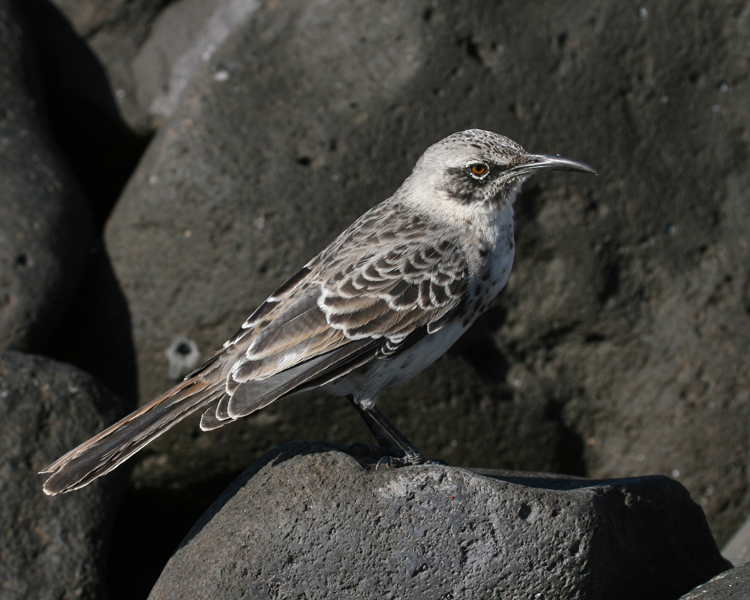Pretty Hood mockingbird
