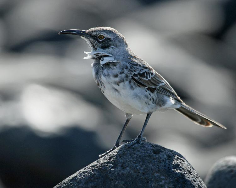 Pretty Hood mockingbird