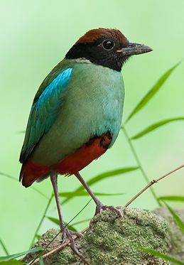 Hooded pitta