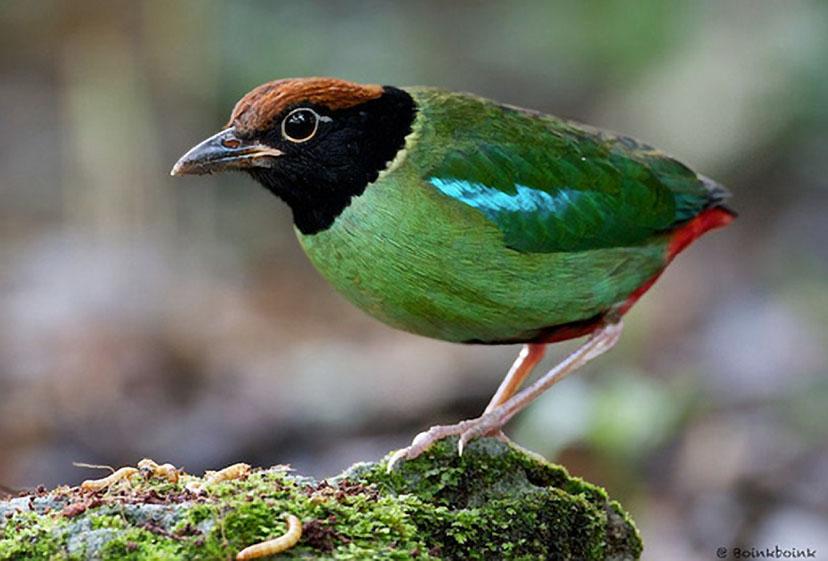 Pretty Hooded pitta