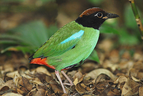 Pretty Hooded pitta