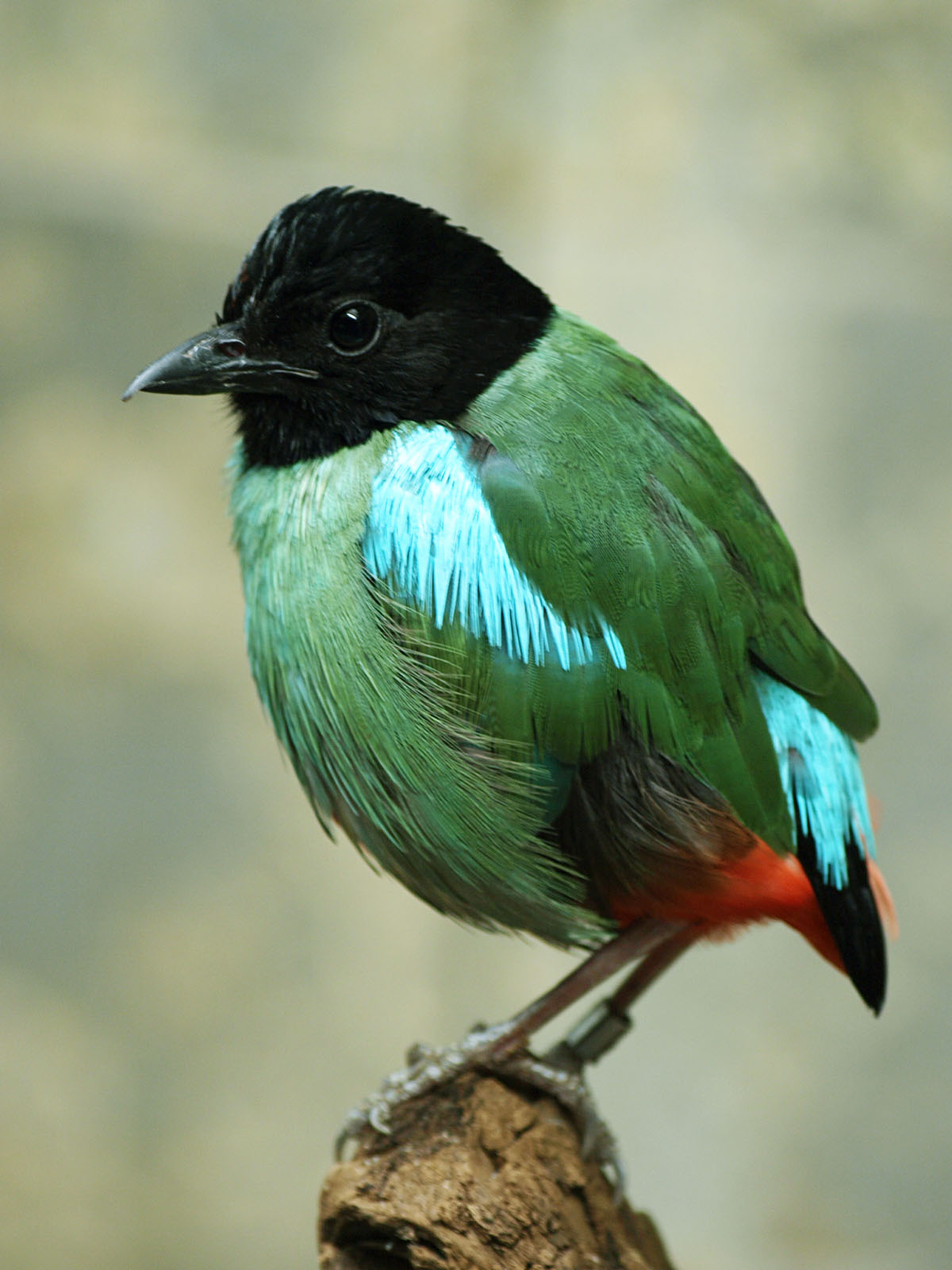 Pretty Hooded pitta