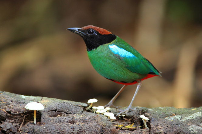 Pretty Hooded pitta