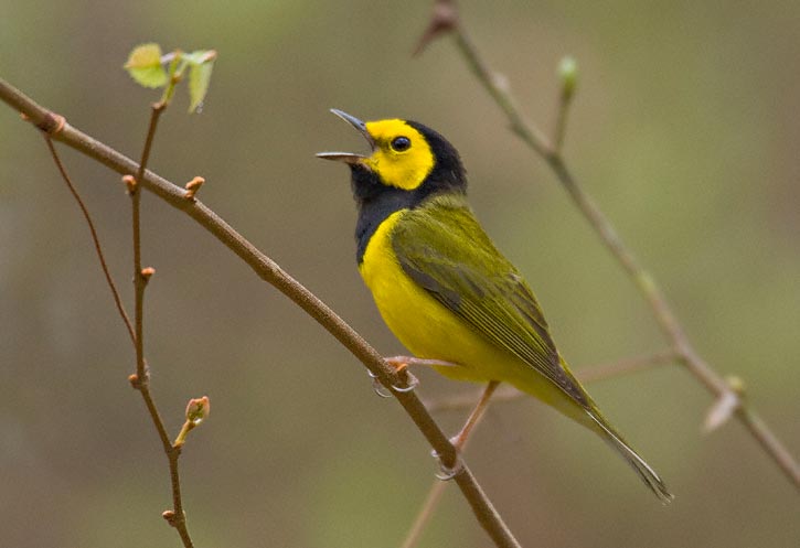 Hooded warbler