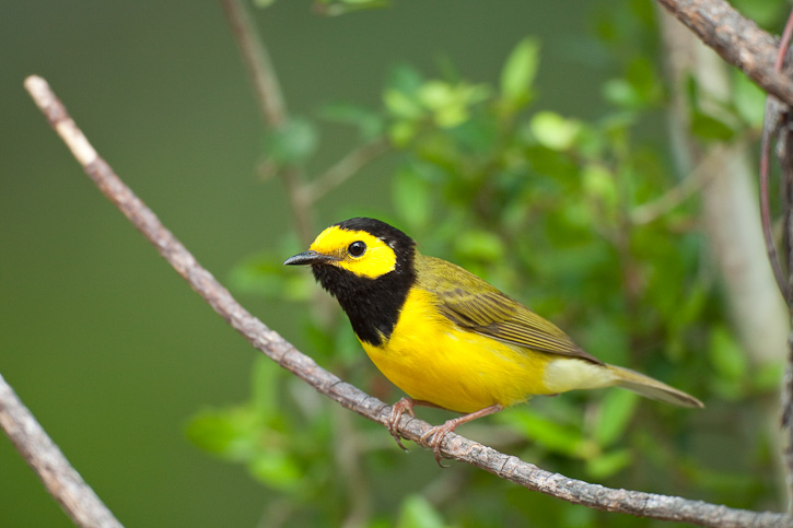 Pretty Hooded warbler