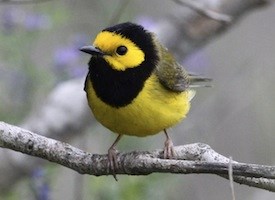 Pretty Hooded warbler