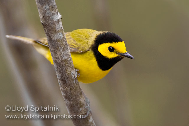 Pretty Hooded warbler