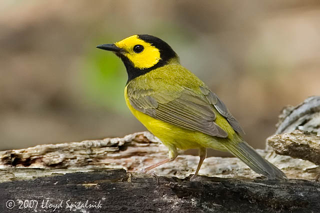 Pretty Hooded warbler