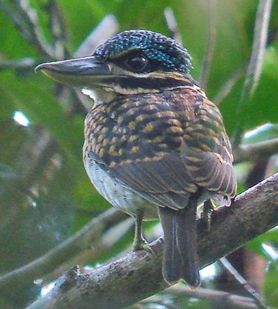 Hook-billed kingfisher