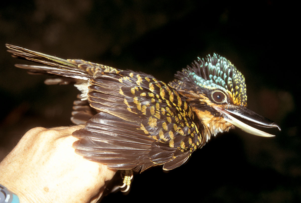 Pretty Hook-billed kingfisher