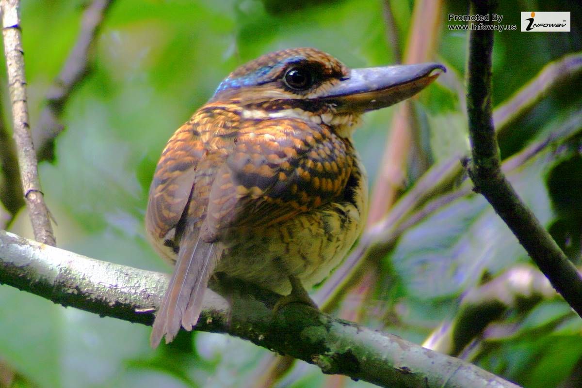Pretty Hook-billed kingfisher