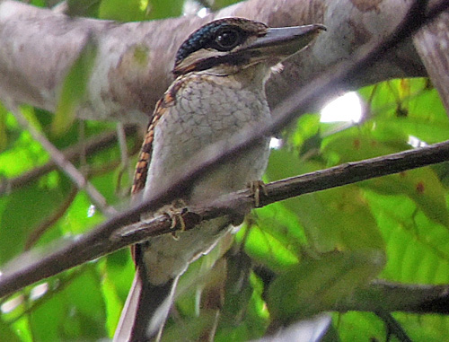 Pretty Hook-billed kingfisher