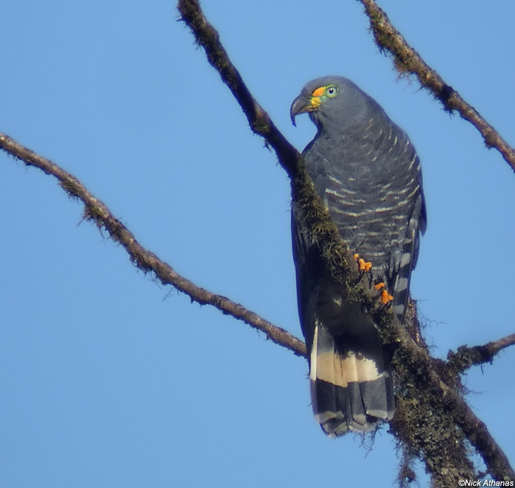 Pretty Hook-billed kite