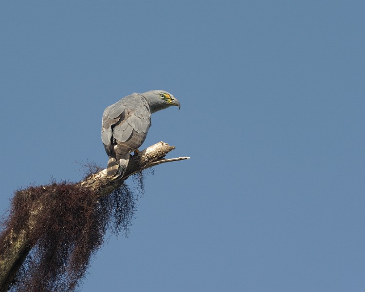 Pretty Hook-billed kite