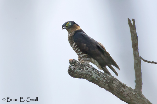Pretty Hook-billed kite