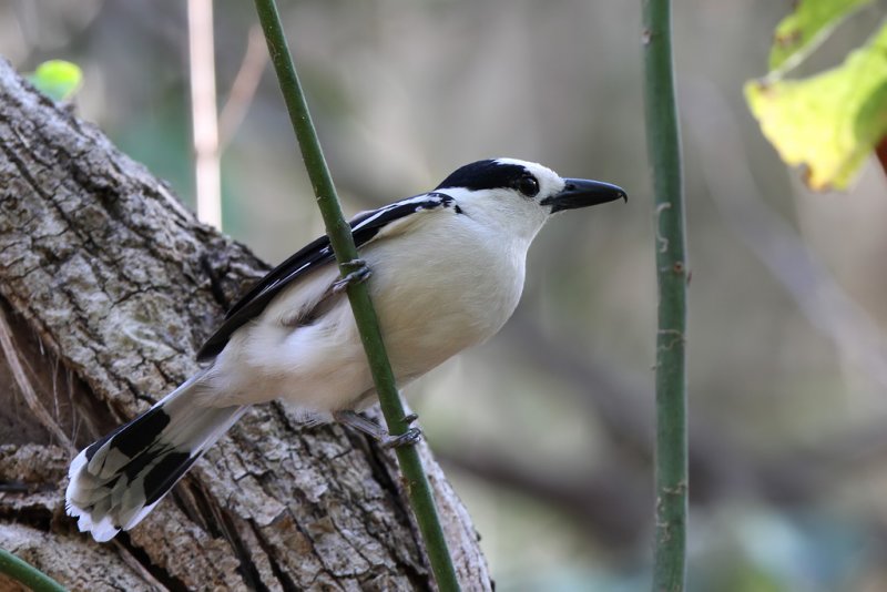 Hook-billed vanga
