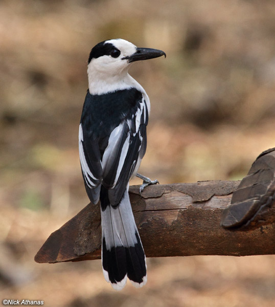 Pretty Hook-billed vanga
