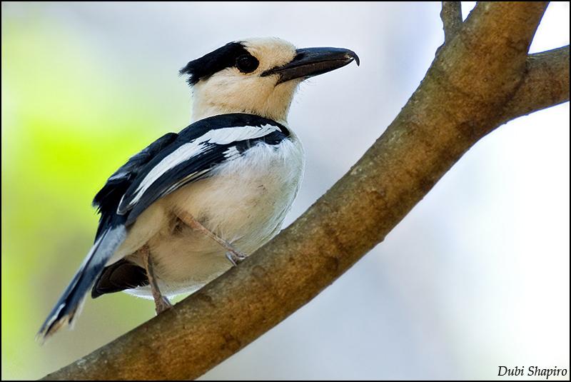 Pretty Hook-billed vanga