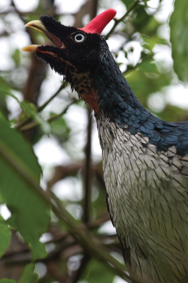 Horned guan