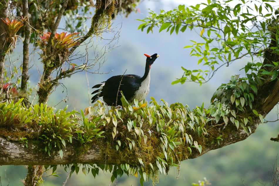Pretty Horned guan