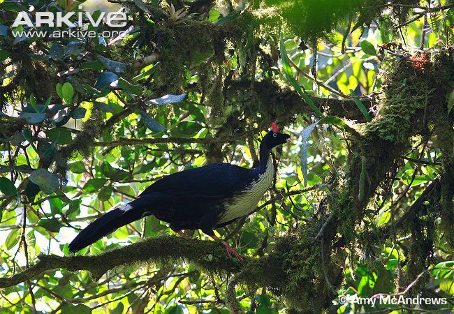 Pretty Horned guan