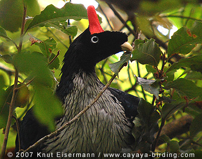 Pretty Horned guan