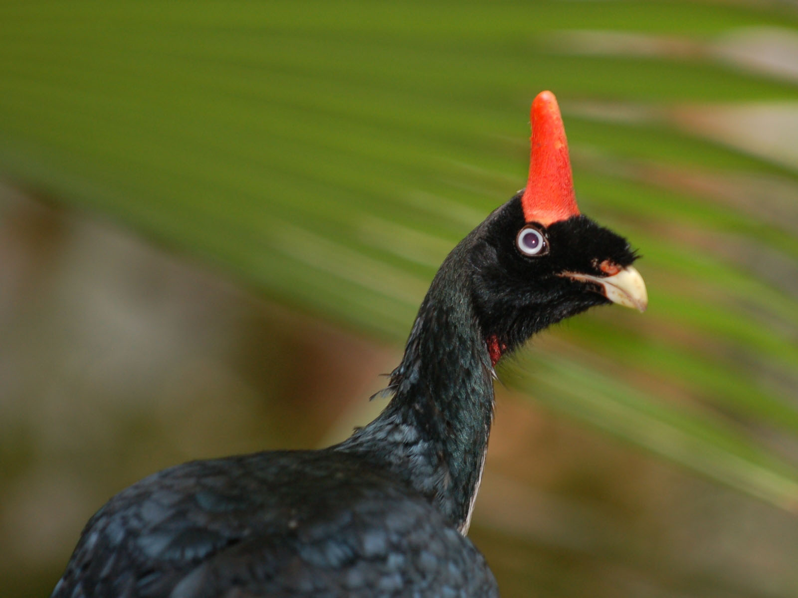 Pretty Horned guan