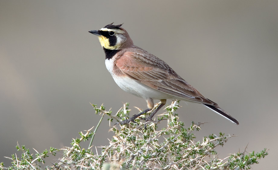 Horned lark