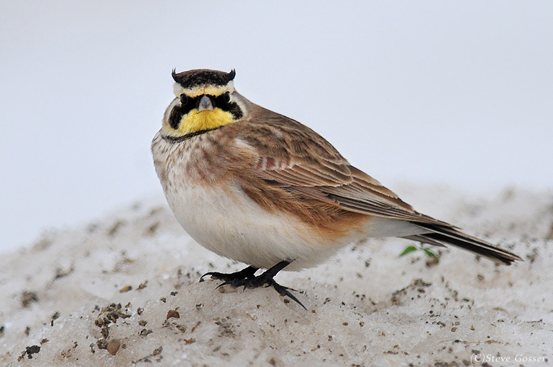 Pretty Horned lark