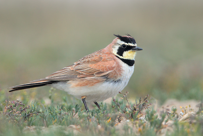 Pretty Horned lark