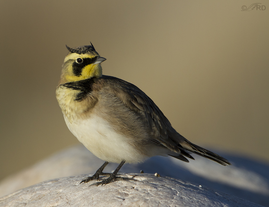Pretty Horned lark