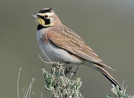 Pretty Horned lark