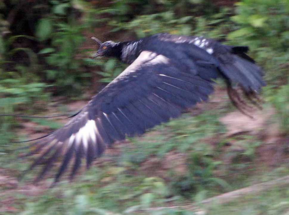 Horned screamer