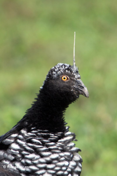 Pretty Horned screamer