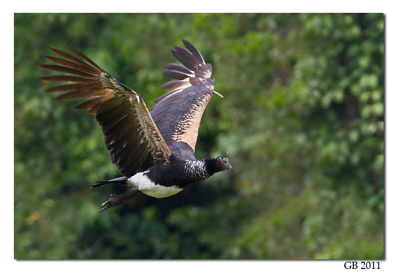 Pretty Horned screamer