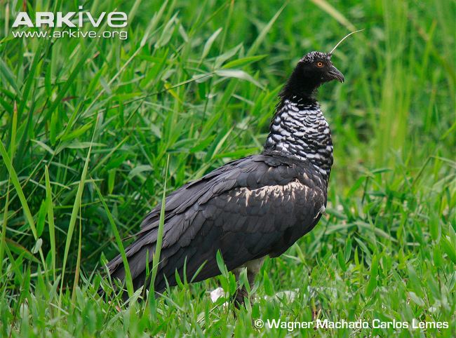 Pretty Horned screamer