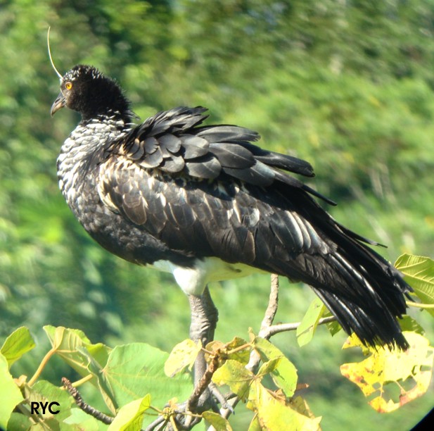 Pretty Horned screamer
