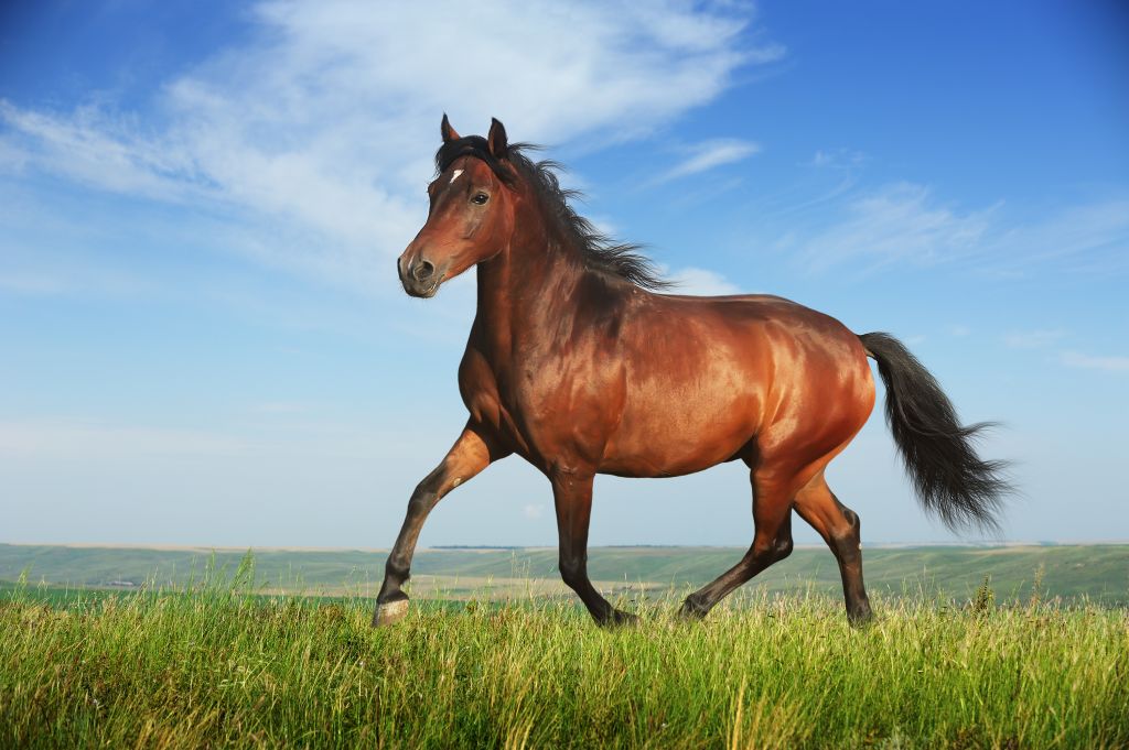 Horses and Zebras