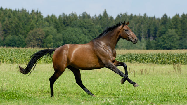 Pretty Horses and Zebras
